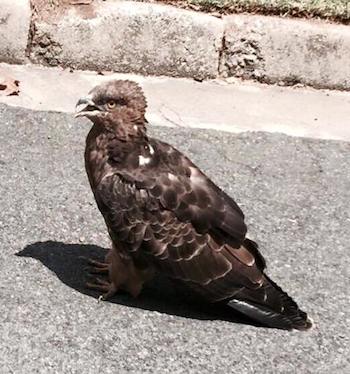 Ill European Honey Buzzard, found near Korsman